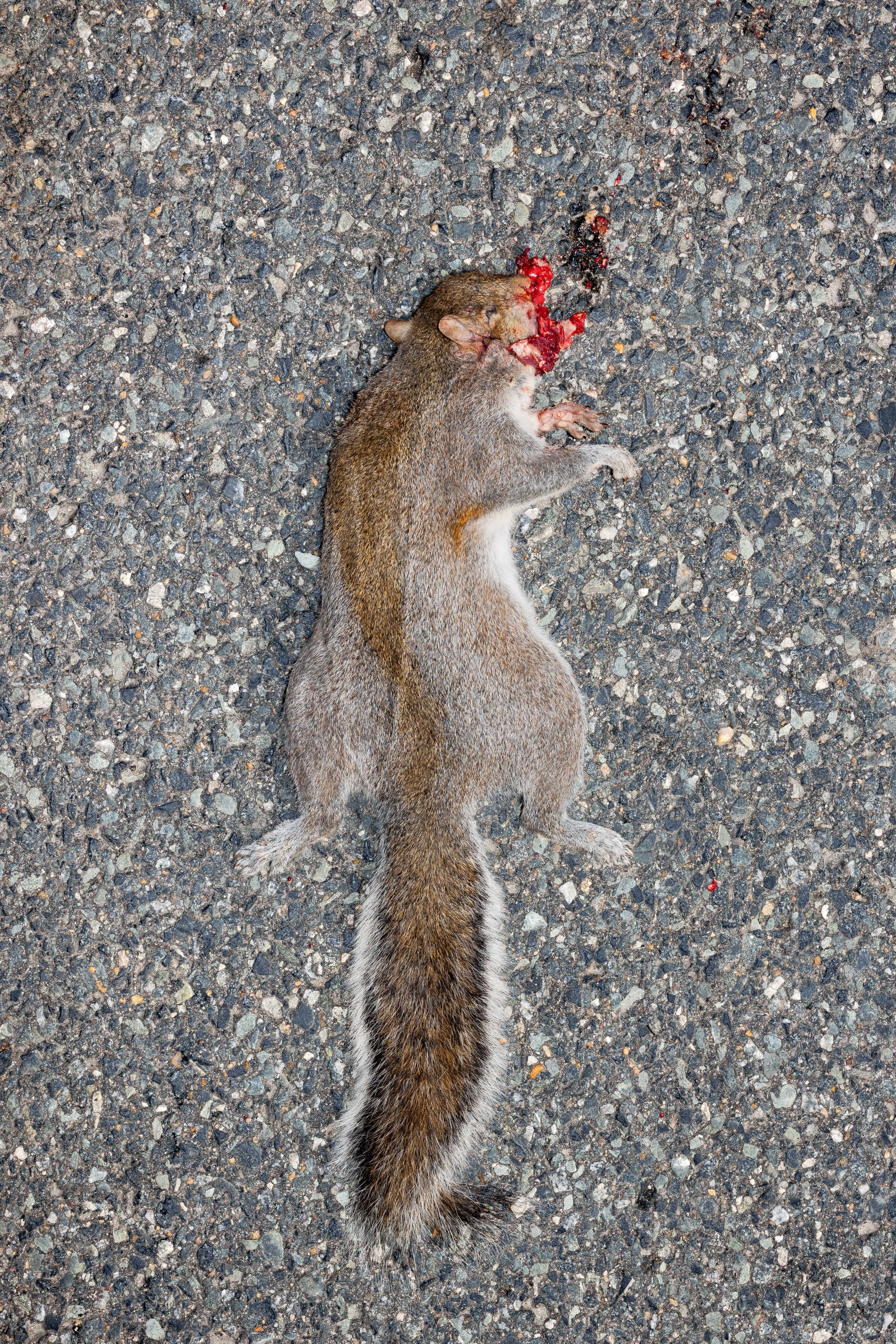 Dead 7.20.25 Lower image quality-3-10.jpg