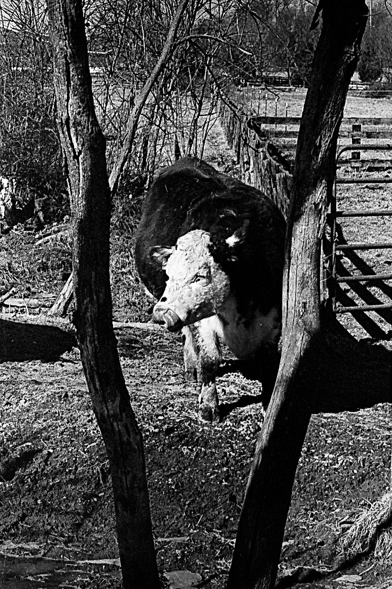 Canon. Portra Roll IV. Cow in the V copy.jpg