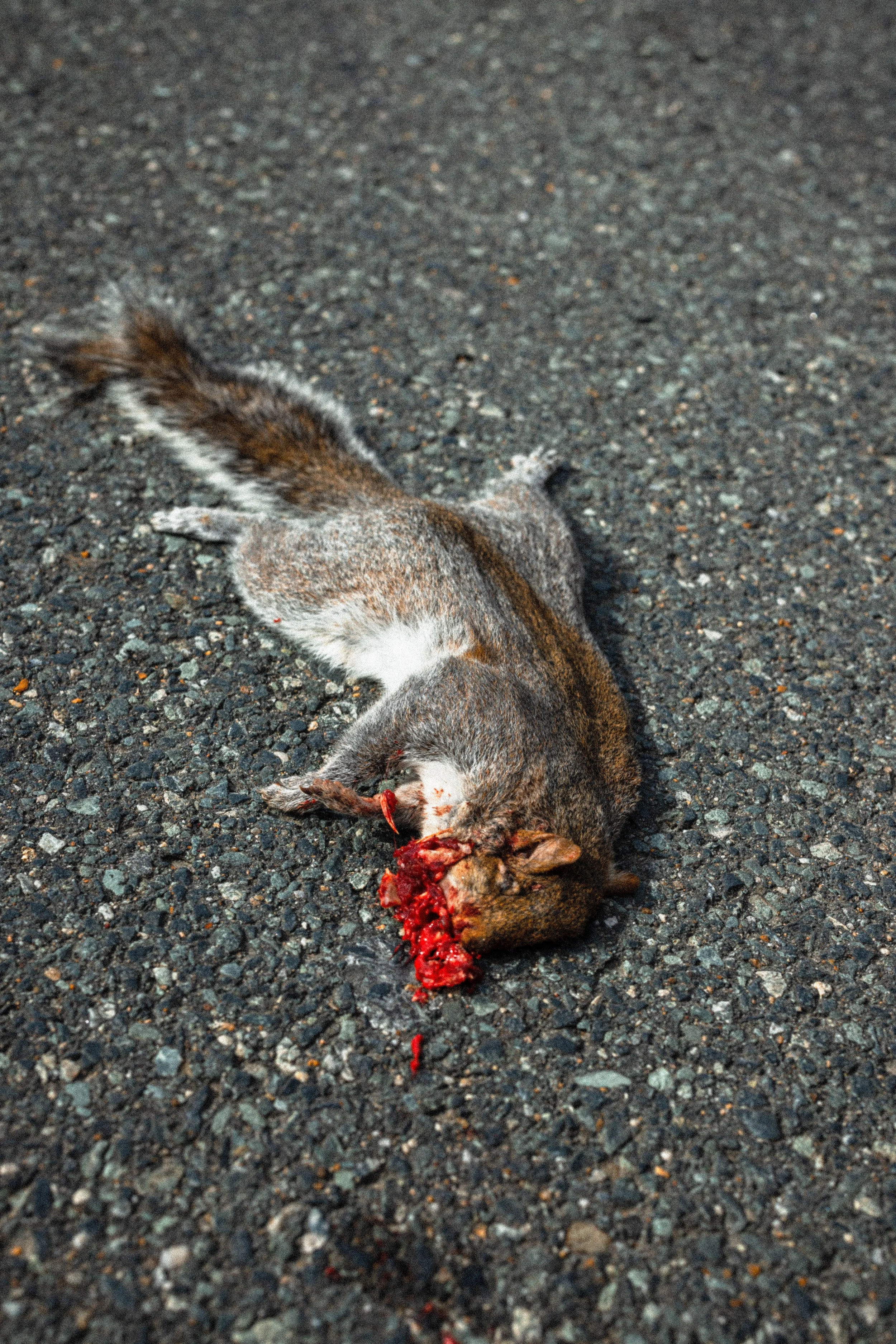 Dead 7.20.25 Lower image quality-7910.jpg