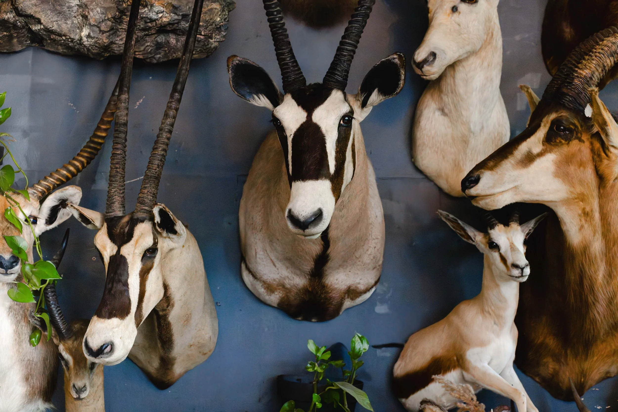 Dead 7.20.25 Lower image quality-2-14.jpg