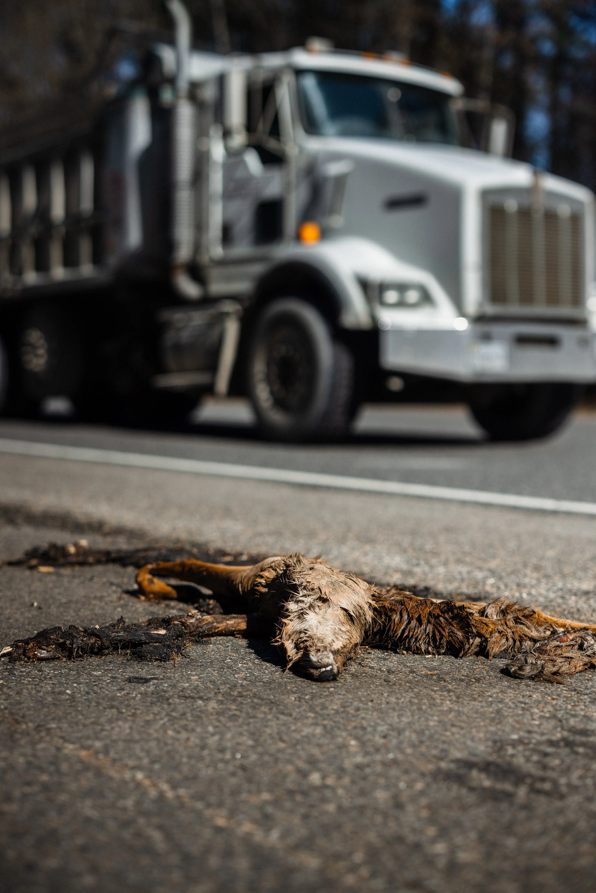 Dead 7.20.25 Lower image quality-7924.jpg