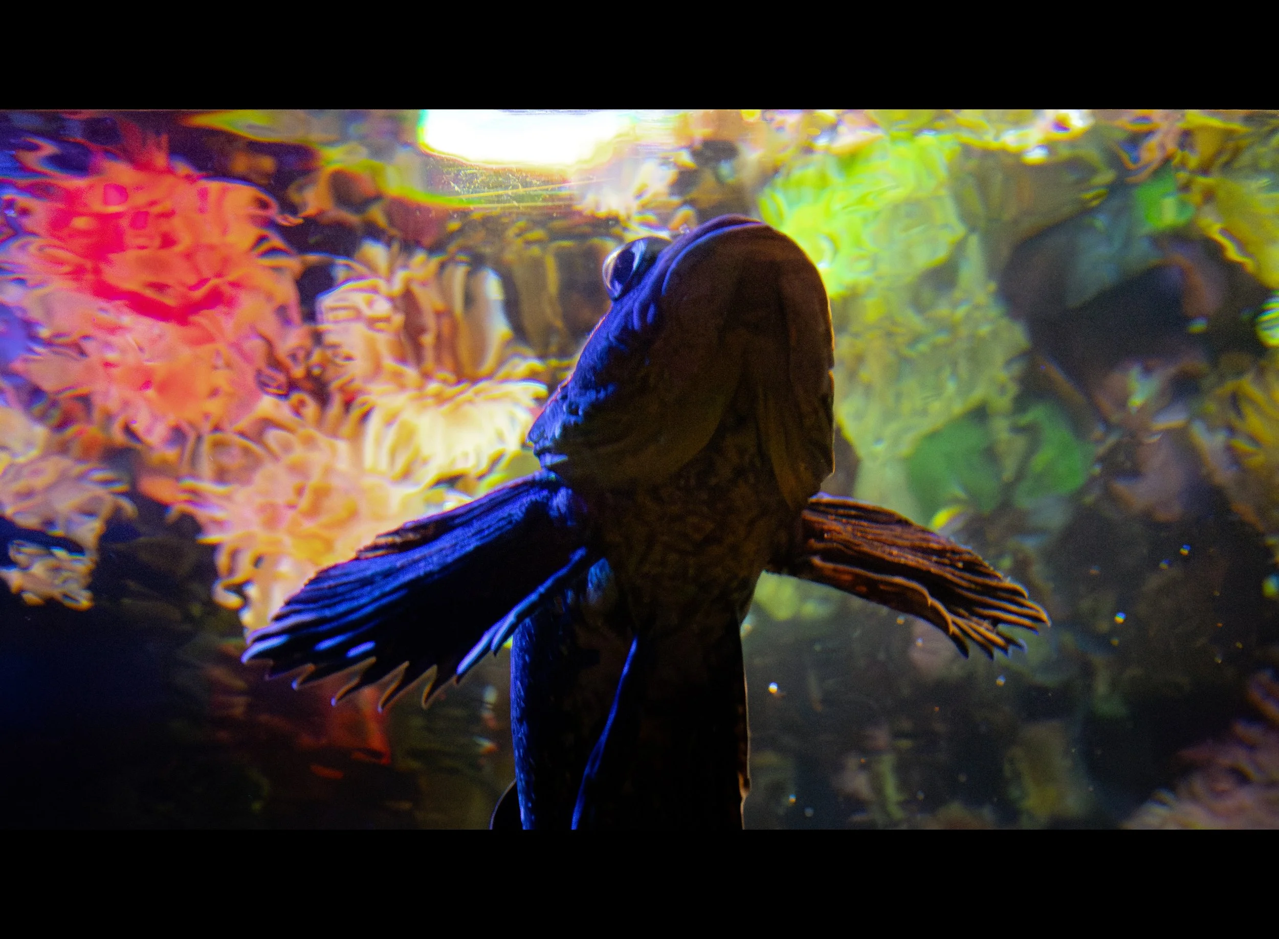 fishy fish color wow 2.jpg