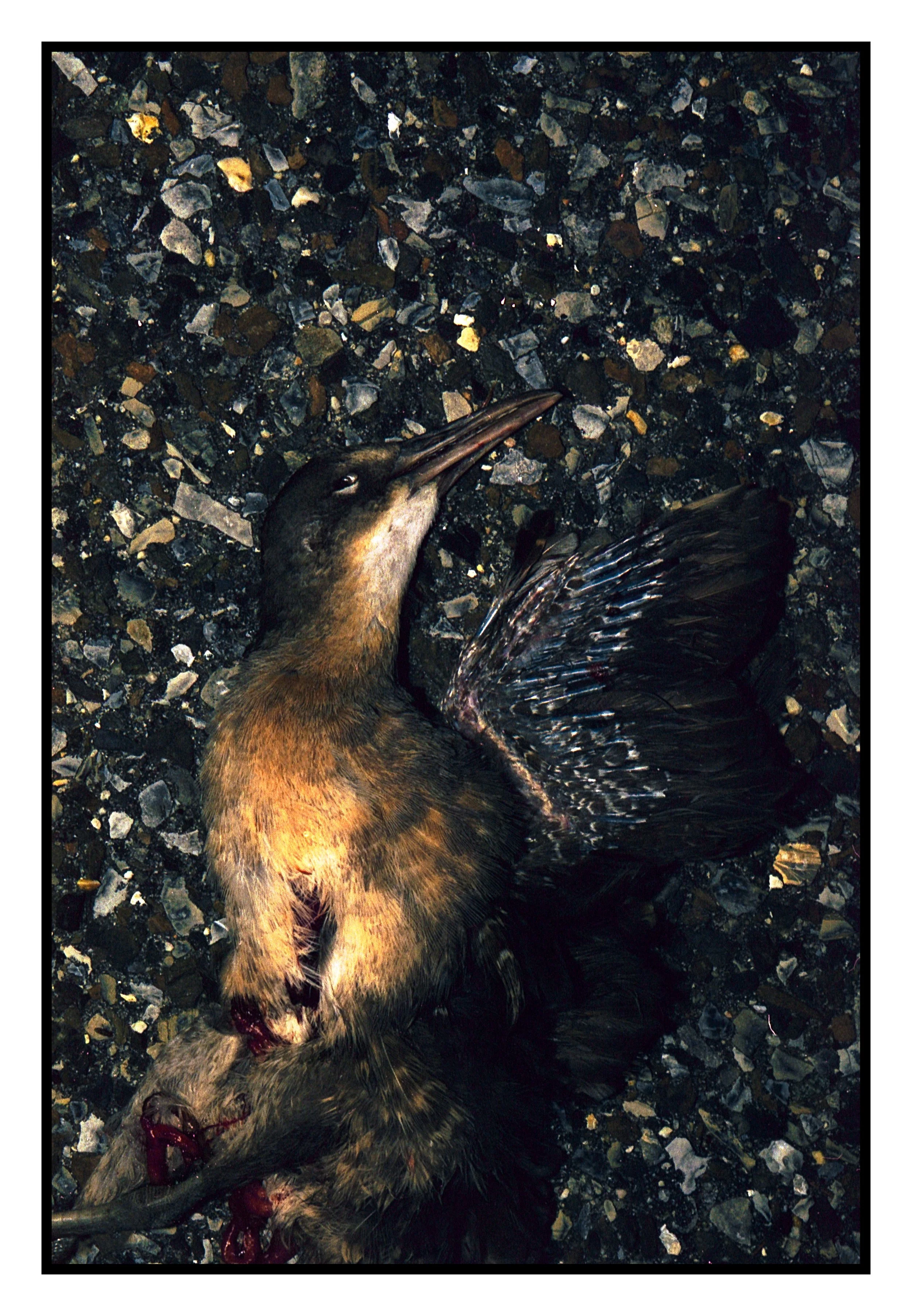 A Dead Bird Perhaps.jpg