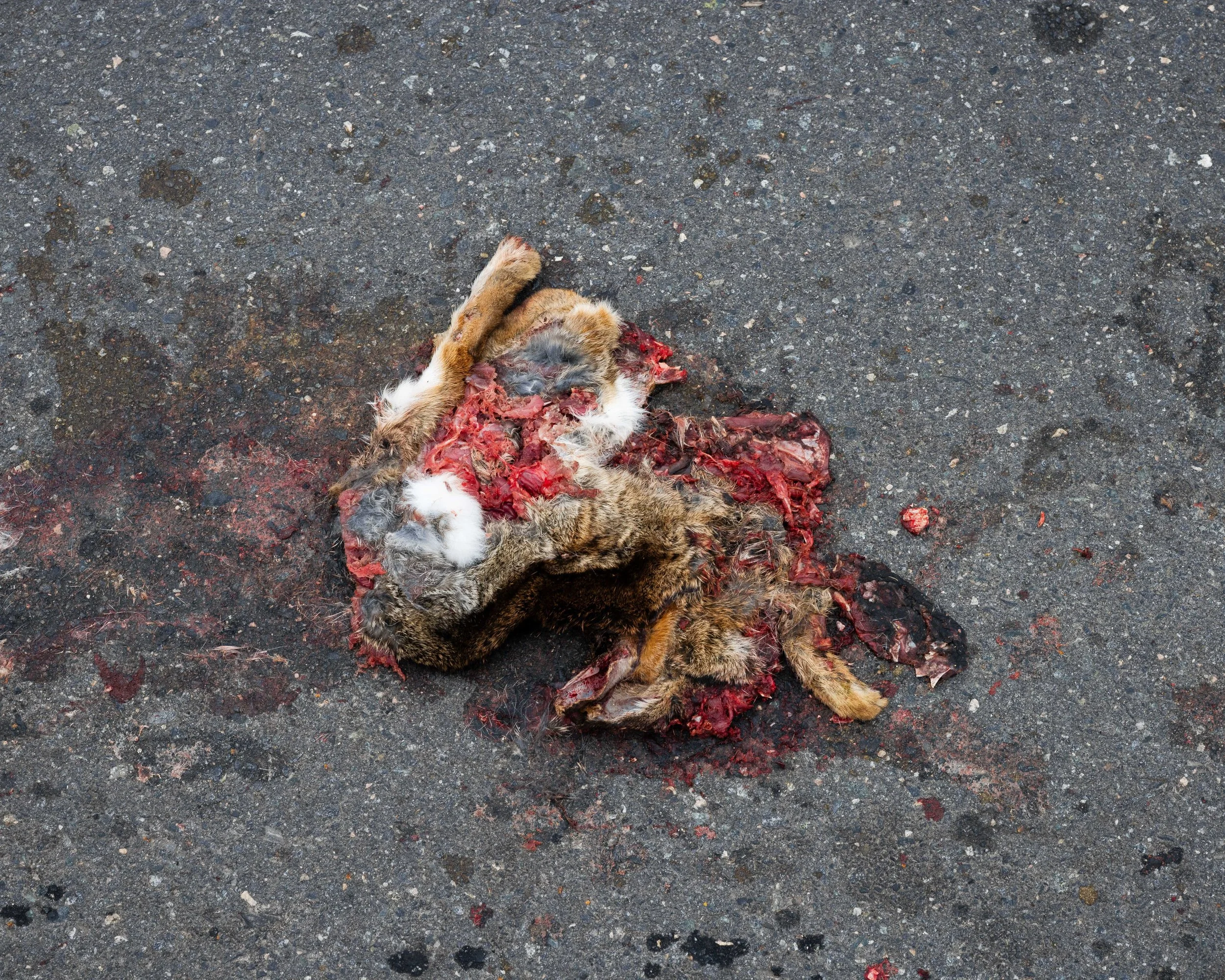 Dead 7.20.25 Lower image quality--36.jpg