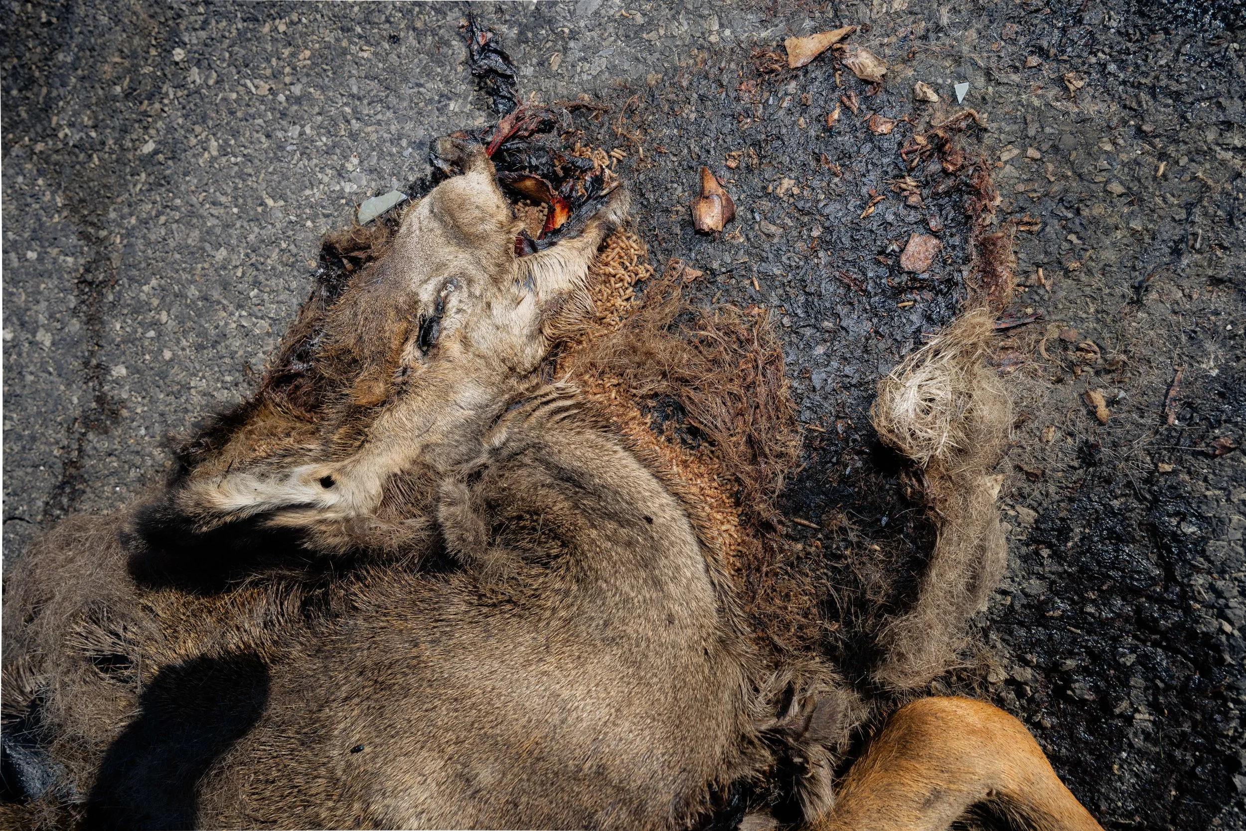 Dead 7.20.25 Lower image quality-3132.jpg