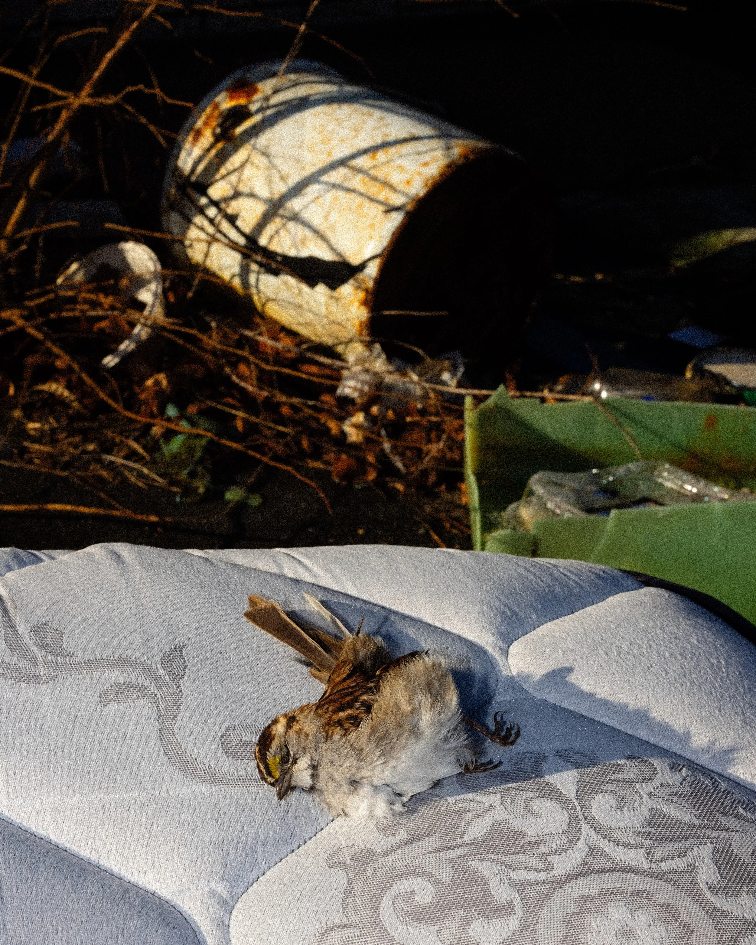 Dead 7.20.25 Lower image quality-7570.jpg