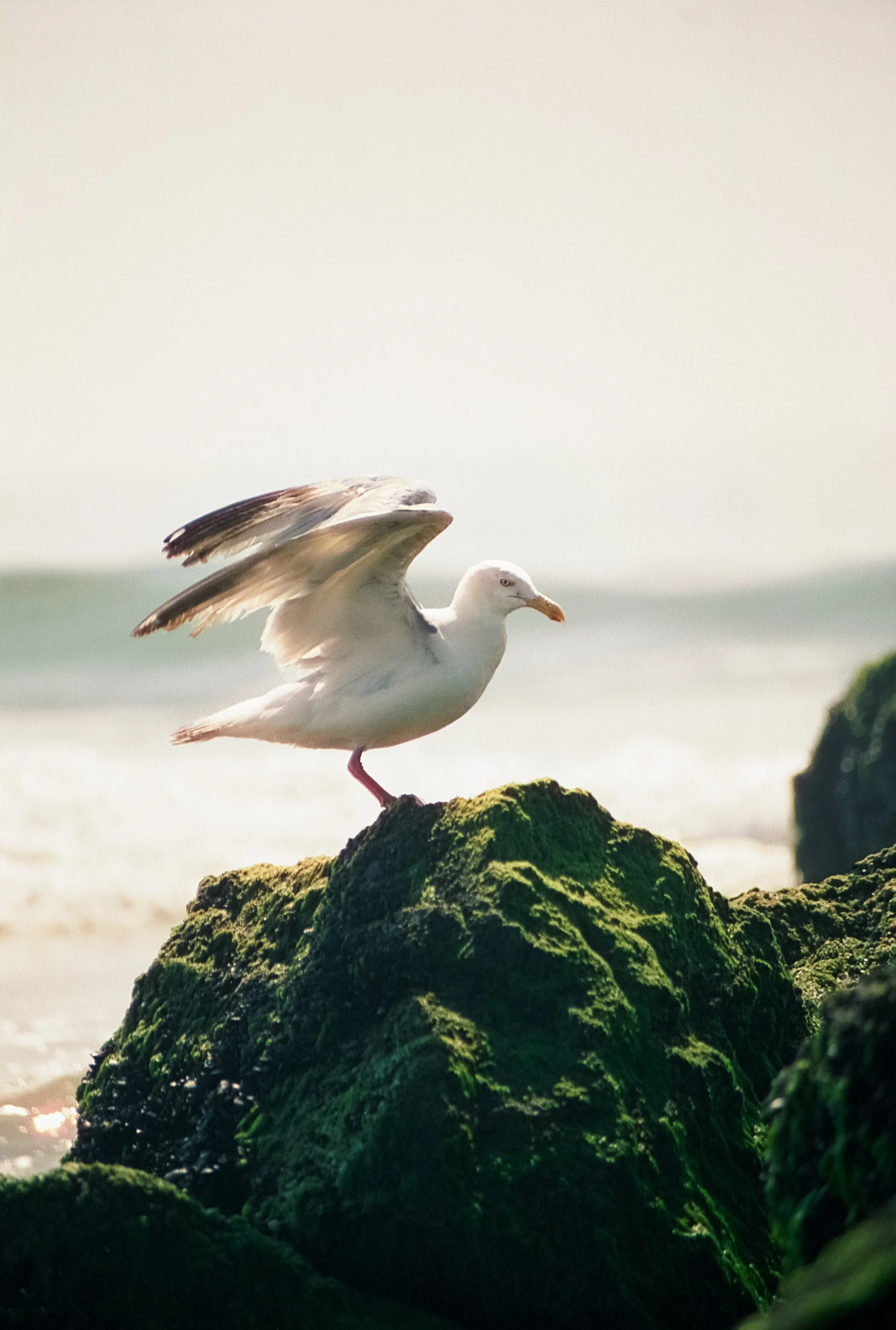 Seagul Tsaking Flight on a Rock.jpg
