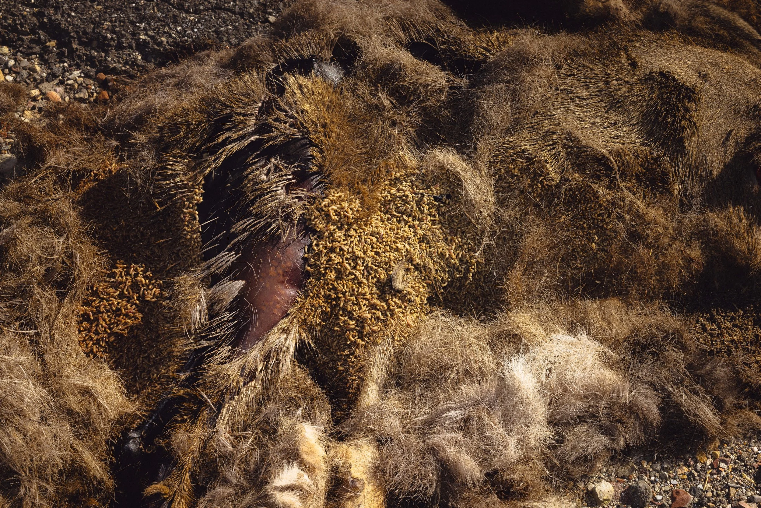 Dead 7.20.25 Lower image quality-3060.jpg