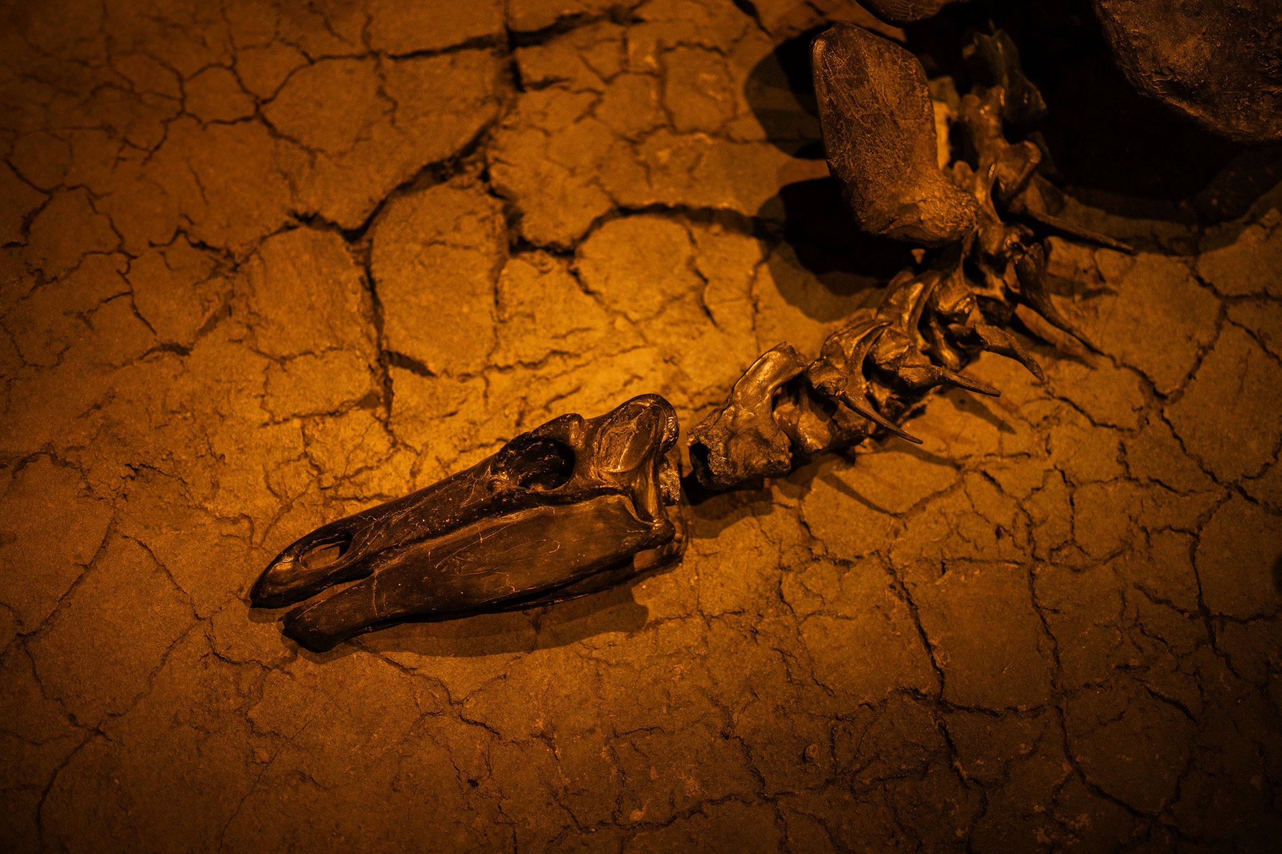 Dead 7.20.25 Lower image quality-8989-3.jpg