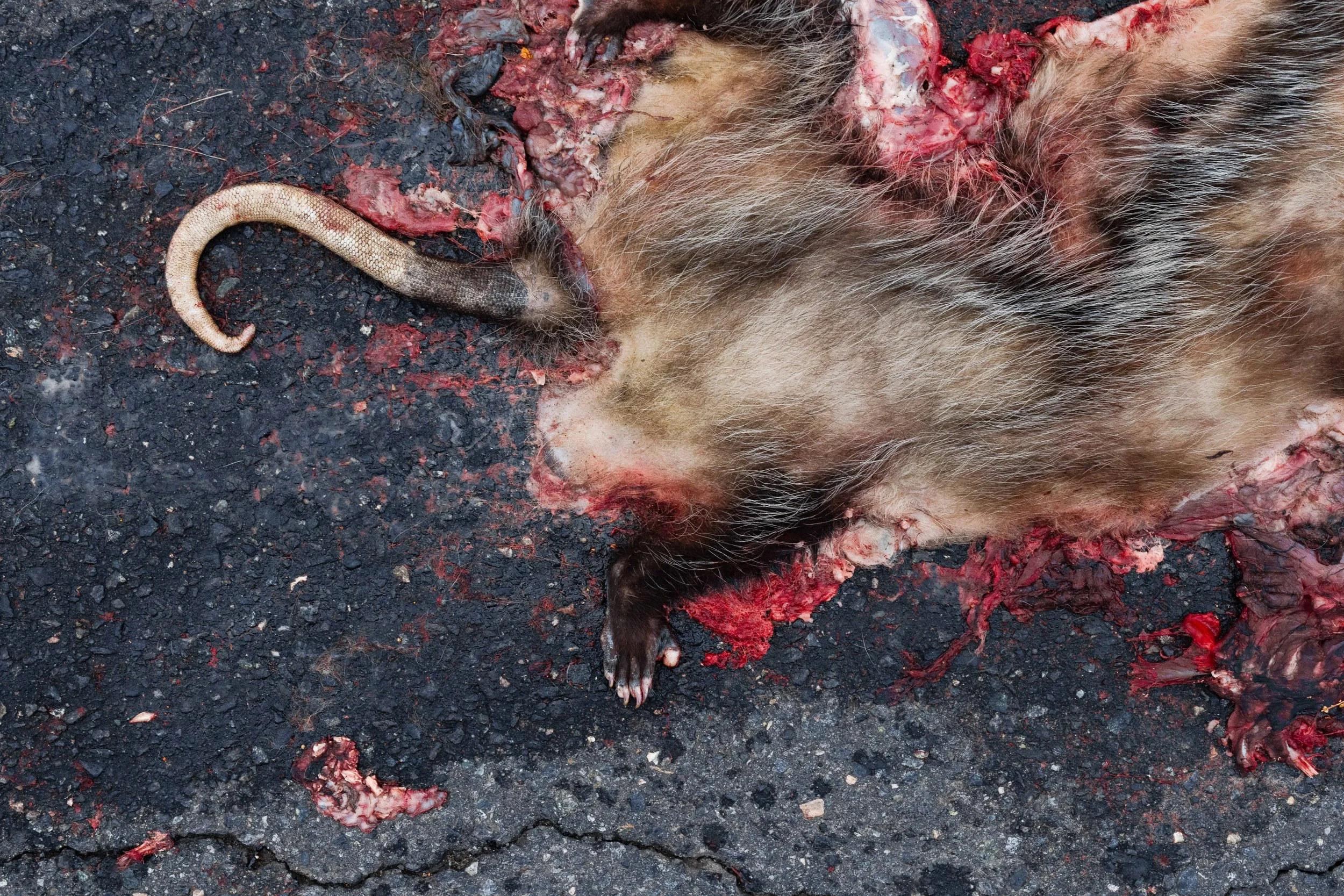 Dead 7.20.25 Lower image quality--33.jpg