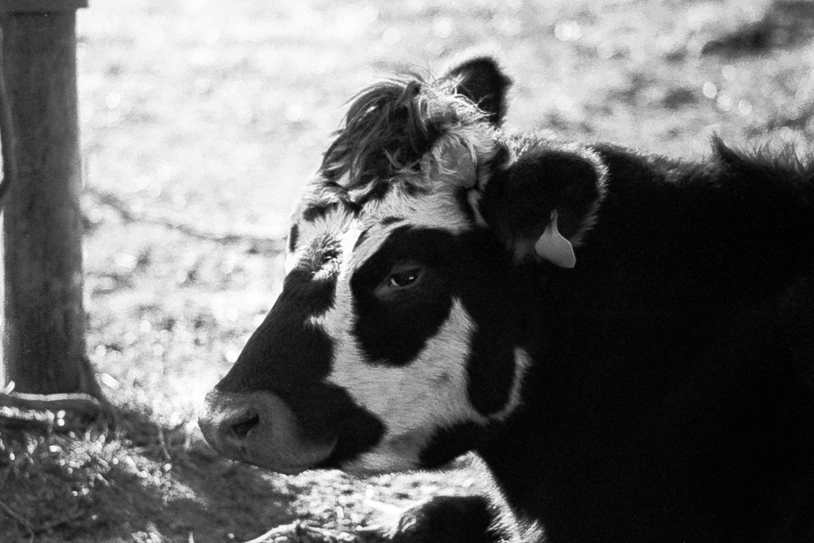 Film.End.of.the.Year-92 copy.jpg