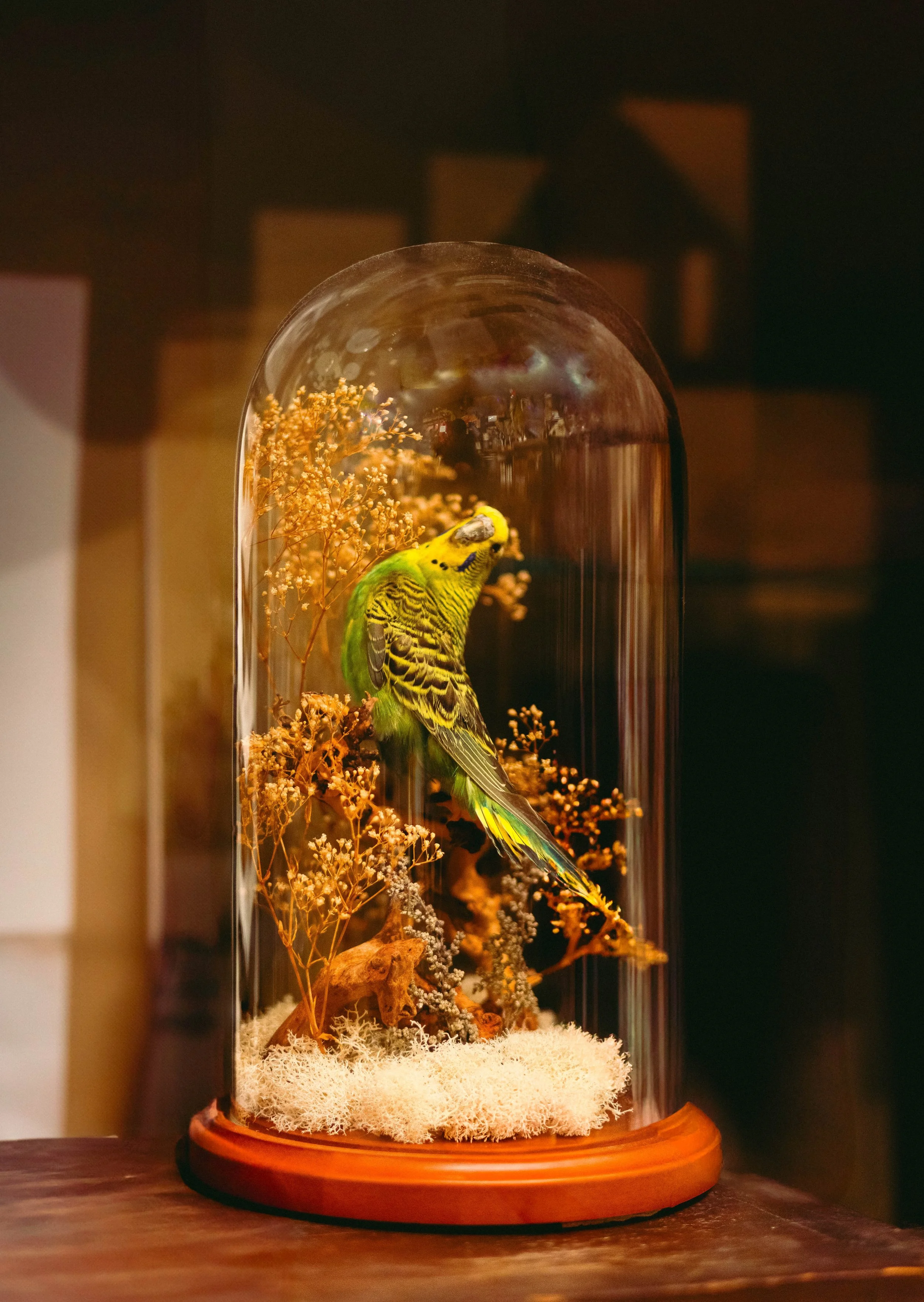 Dead 7.20.25 Lower image quality-2-3.jpg