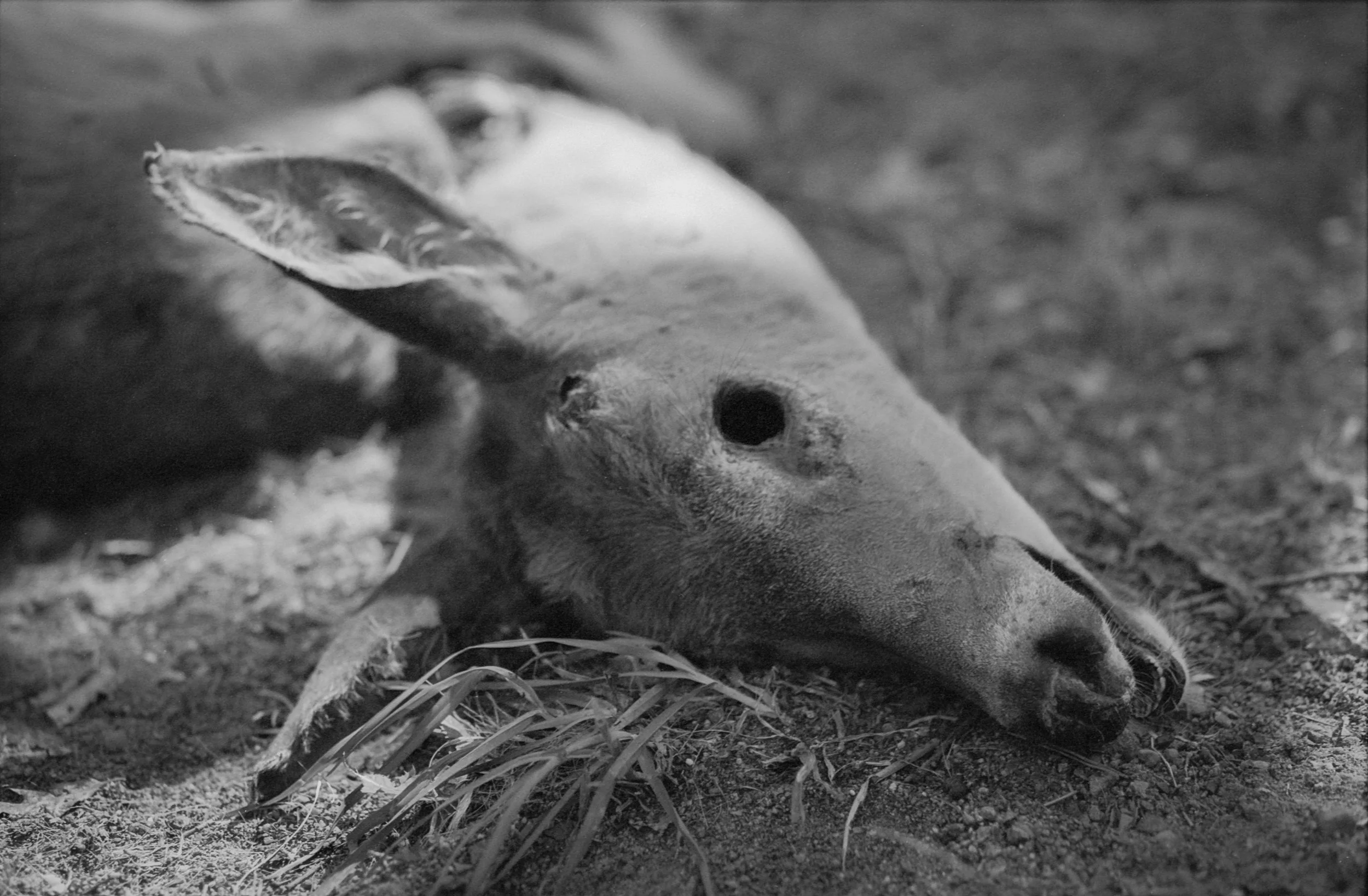 Dead Deer 4.jpg