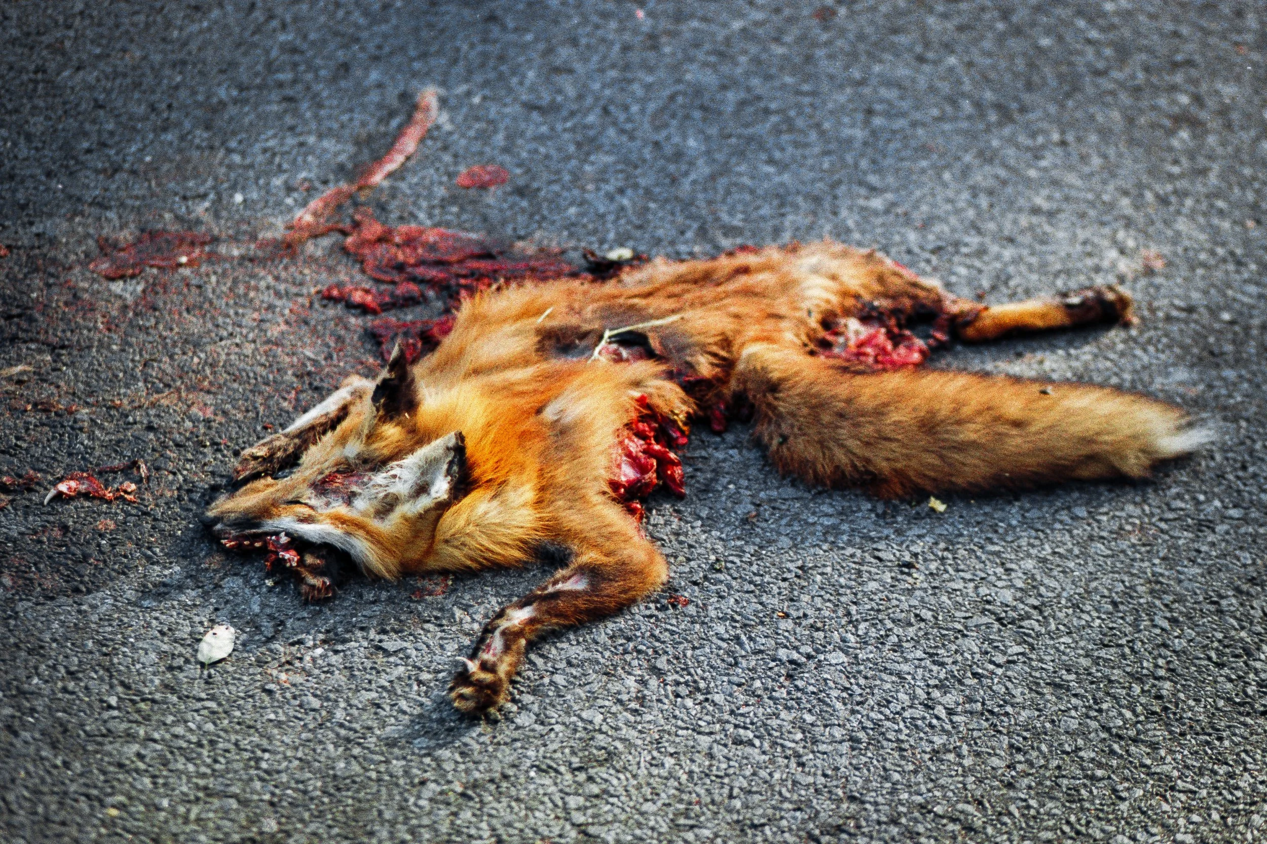 Fair.DC.FoxMillEstate-5 copy.jpg