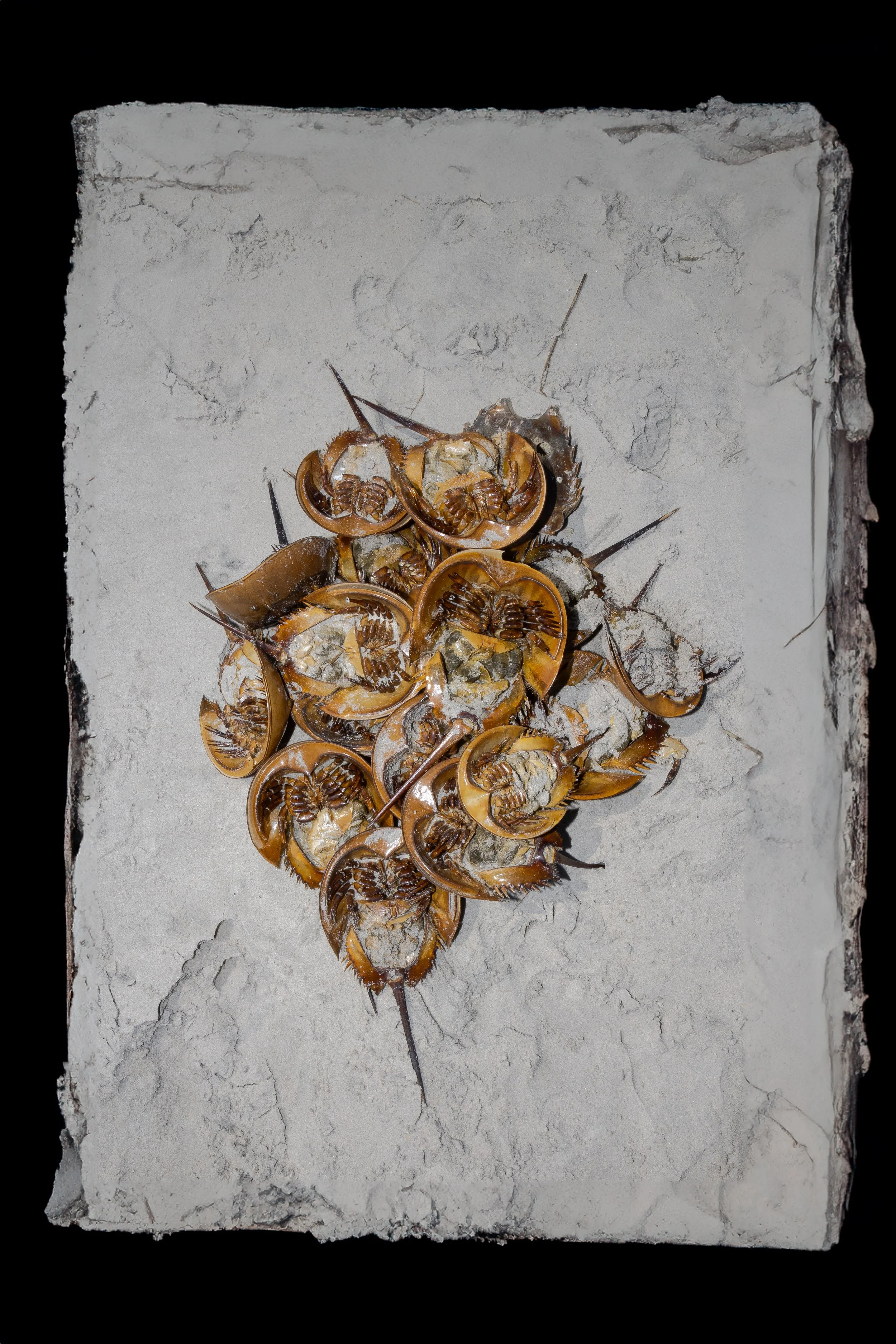 horse shoes-Edit 2.jpg