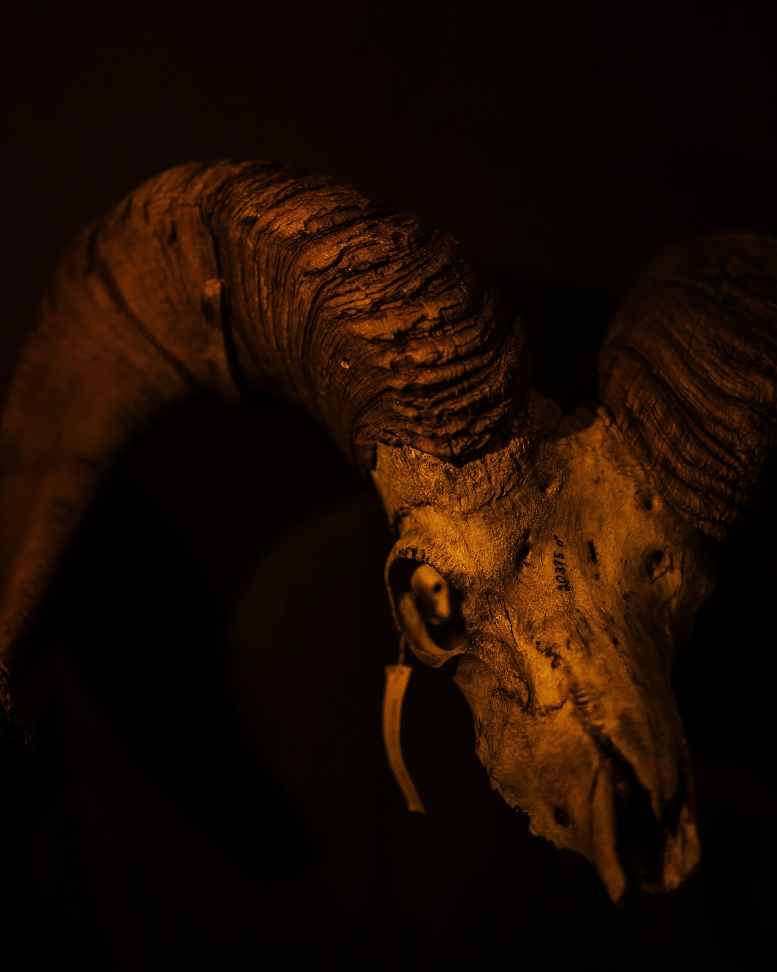 Dead 7.20.25 Lower image quality-2-16.jpg