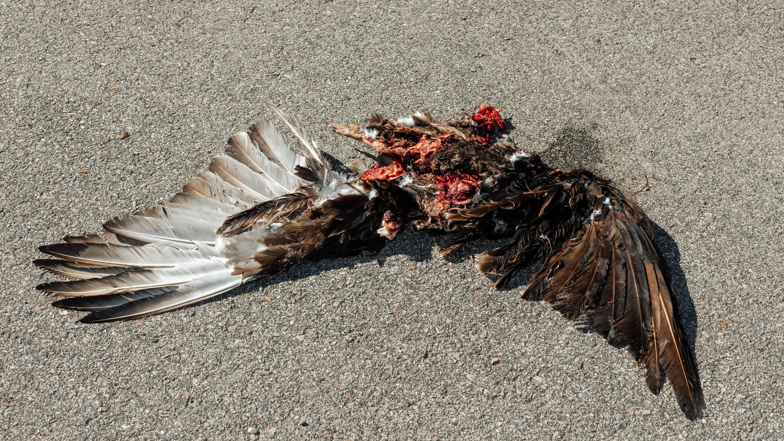 Dead 7.20.25 Lower image quality-8047.jpg