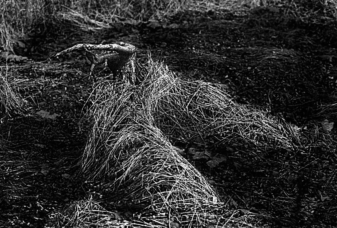 Canon. Portra Roll IV. Grass Sculpture copy.jpg