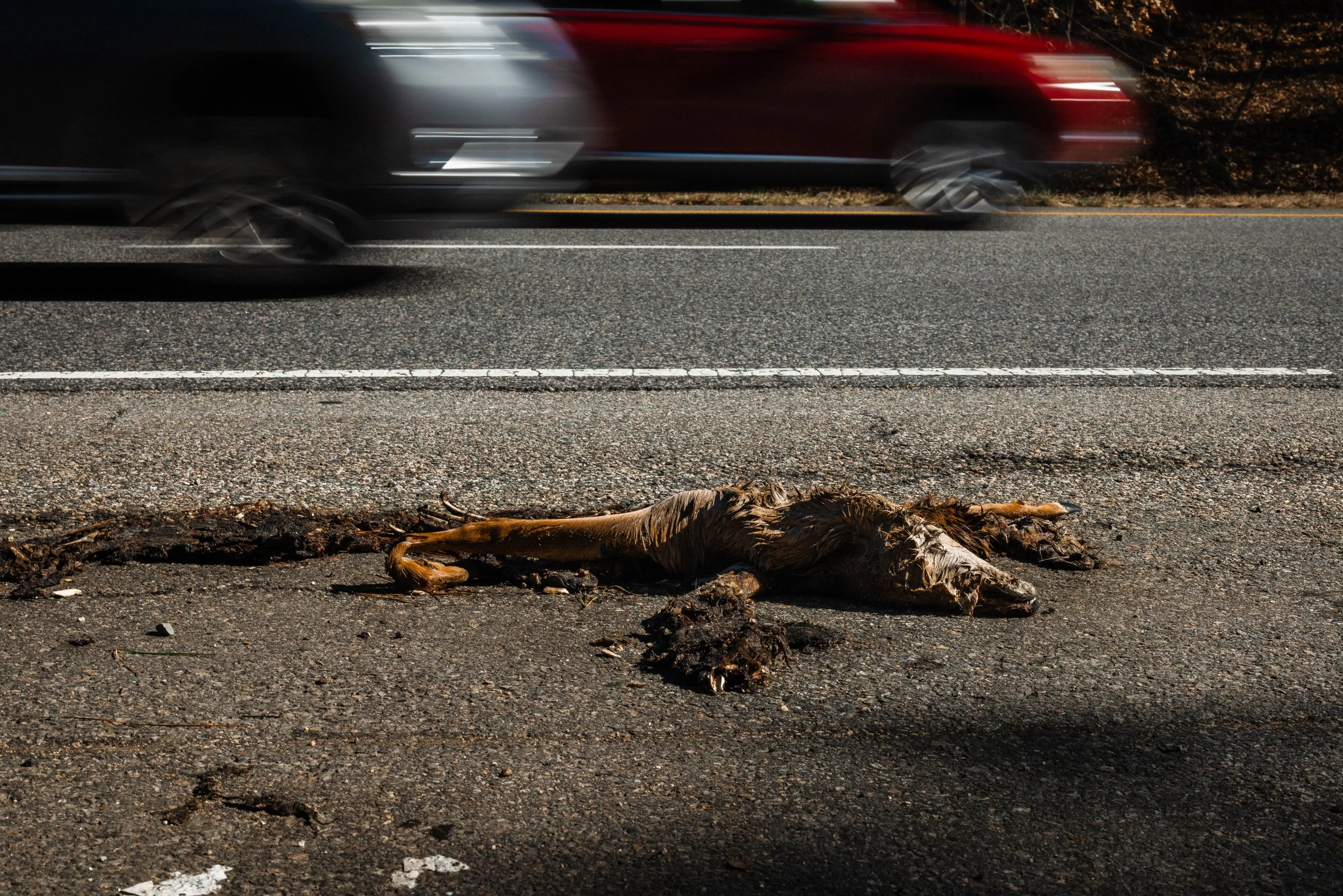 Dead 7.20.25 Lower image quality-7999.jpg