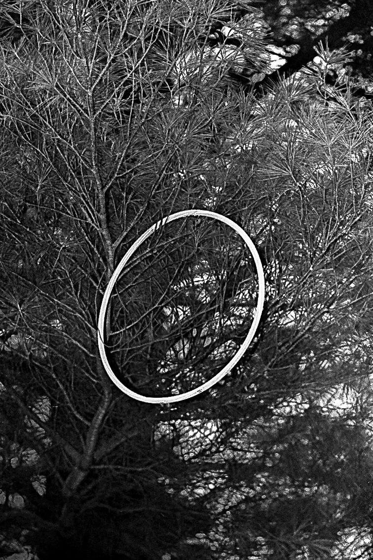 Canon. Portra Roll IV. Hula Tree copy.jpg