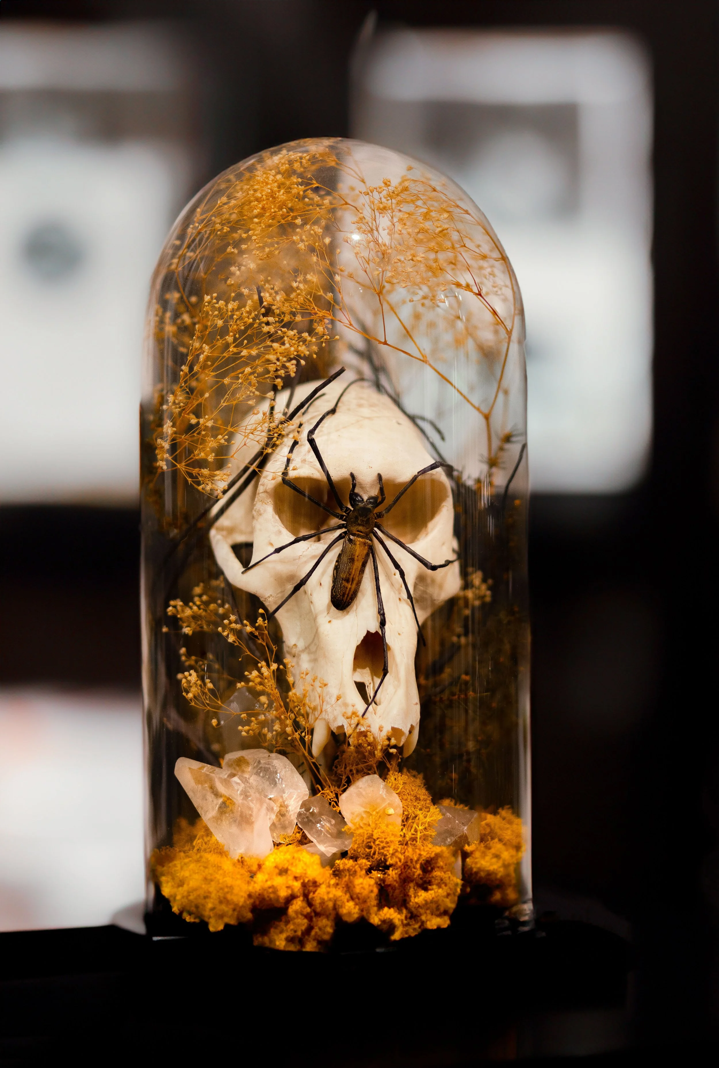 Dead 7.20.25 Lower image quality--12.jpg