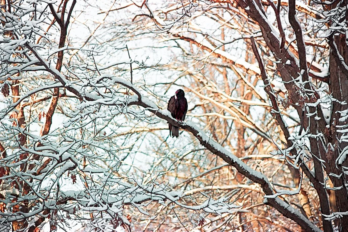 Kodak.Pentax. Roll I-5 copy.jpg