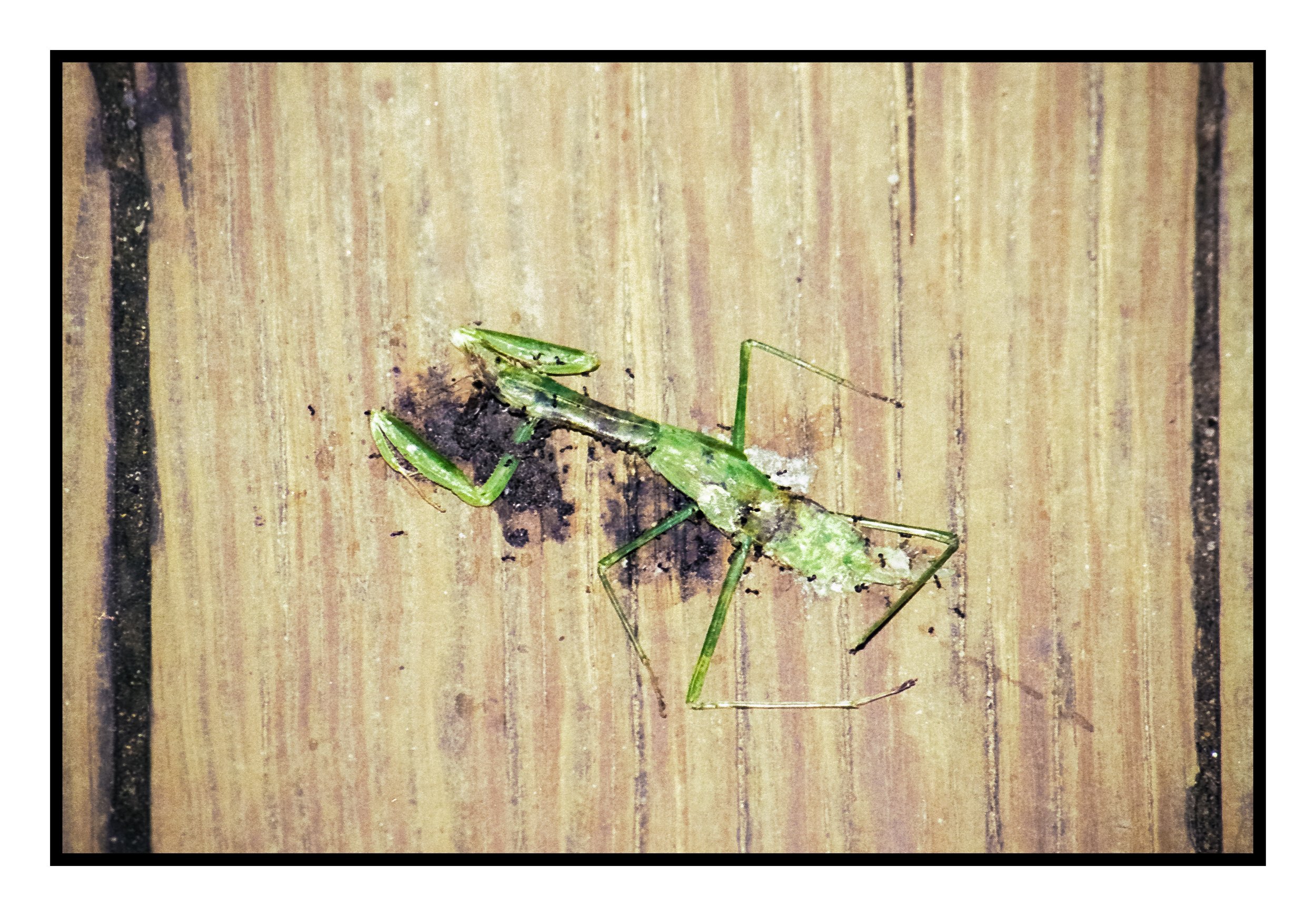 less green tint Dead Mantis.jpg