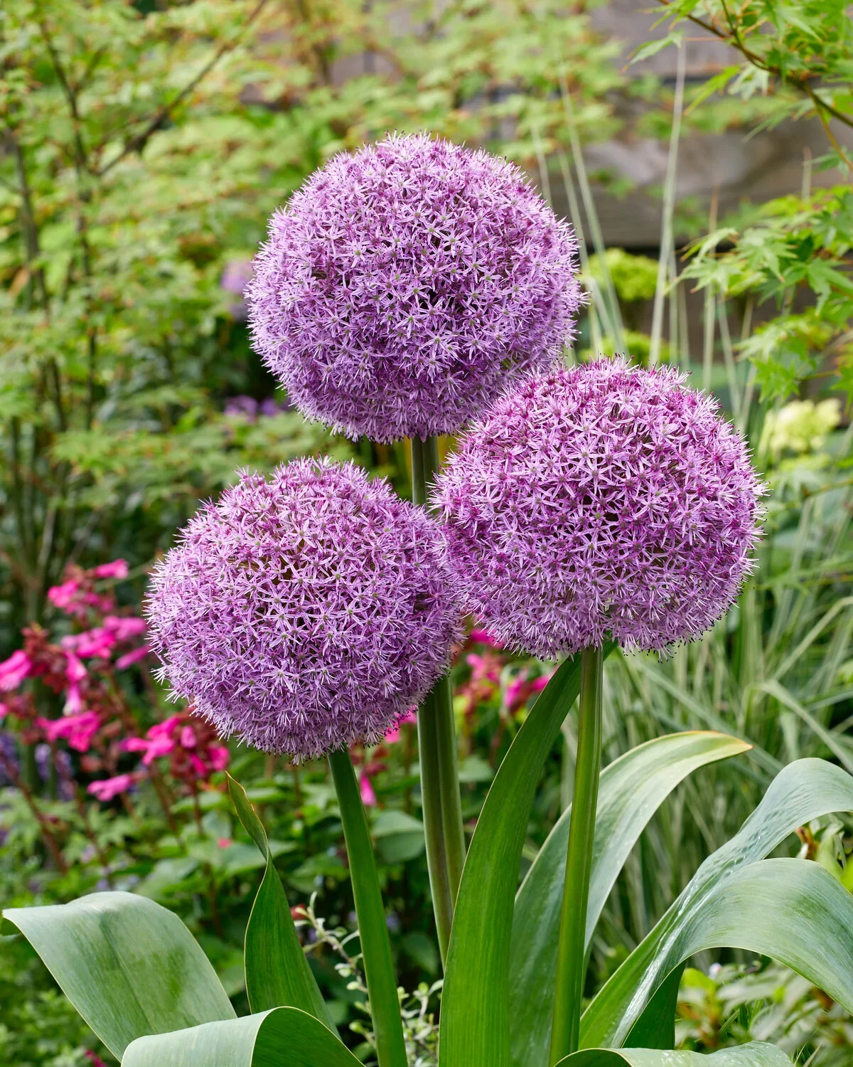 Allium