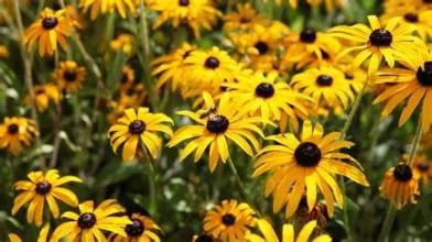 Black-eyed Susans