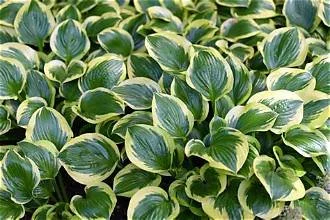 Hostas