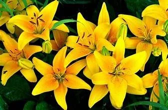 Yellow Lilies