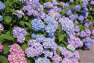 Hydrangeas