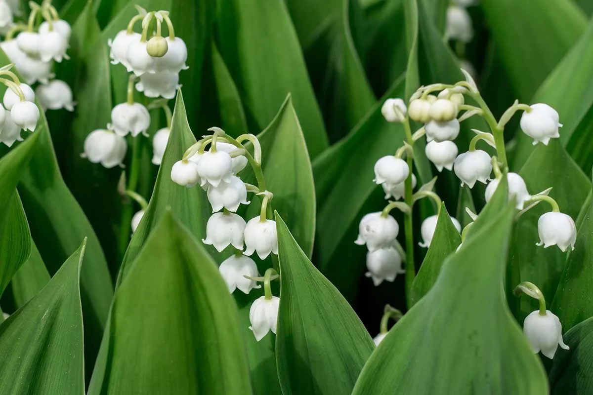 Lily of the Valley
