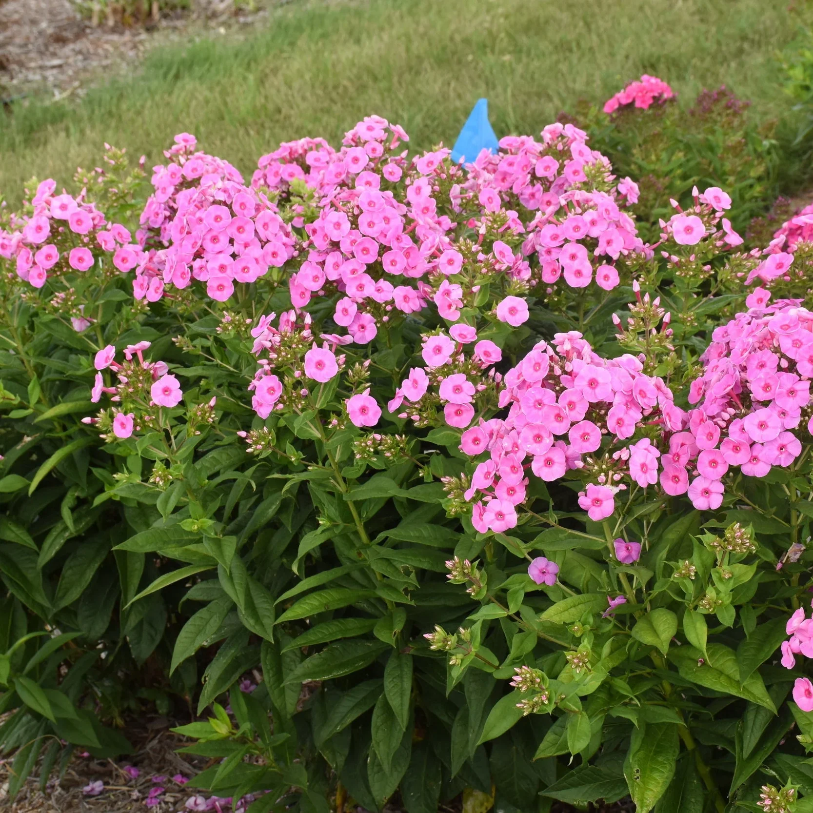 Garden Phlox