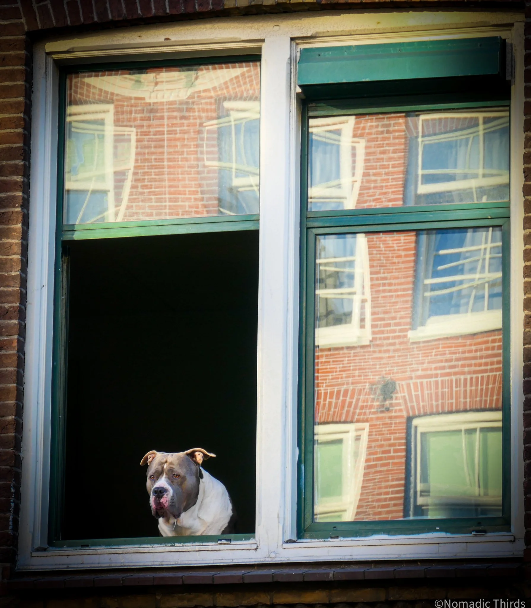 Dog in Amsterdam (WM).jpg
