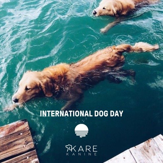 International Dog Day at TINTA