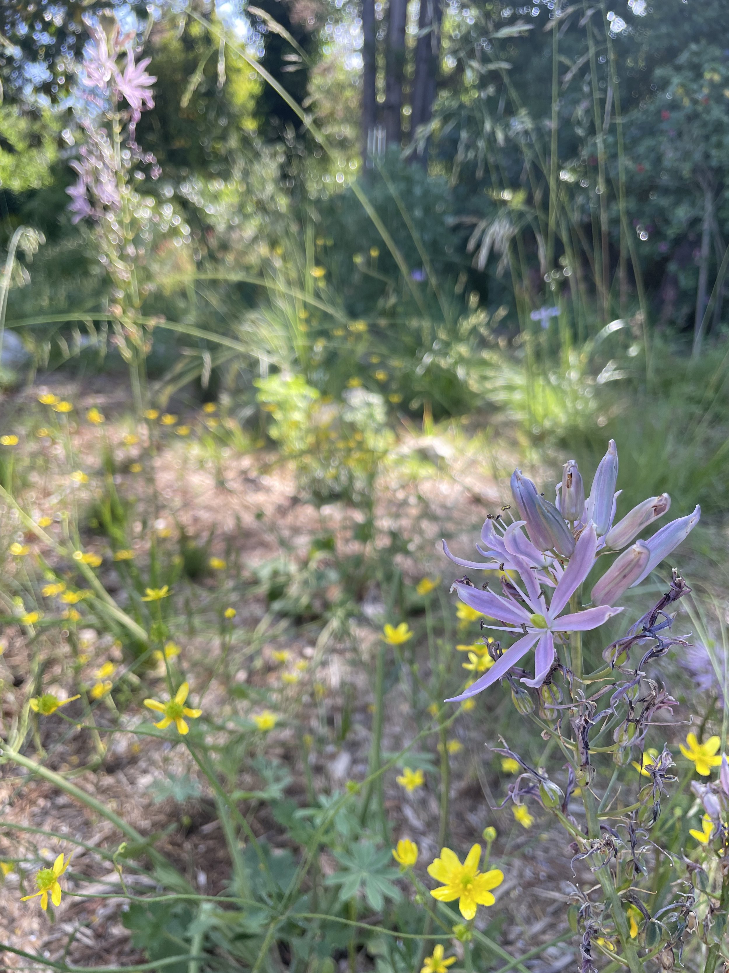 IMG_5692.jpeg