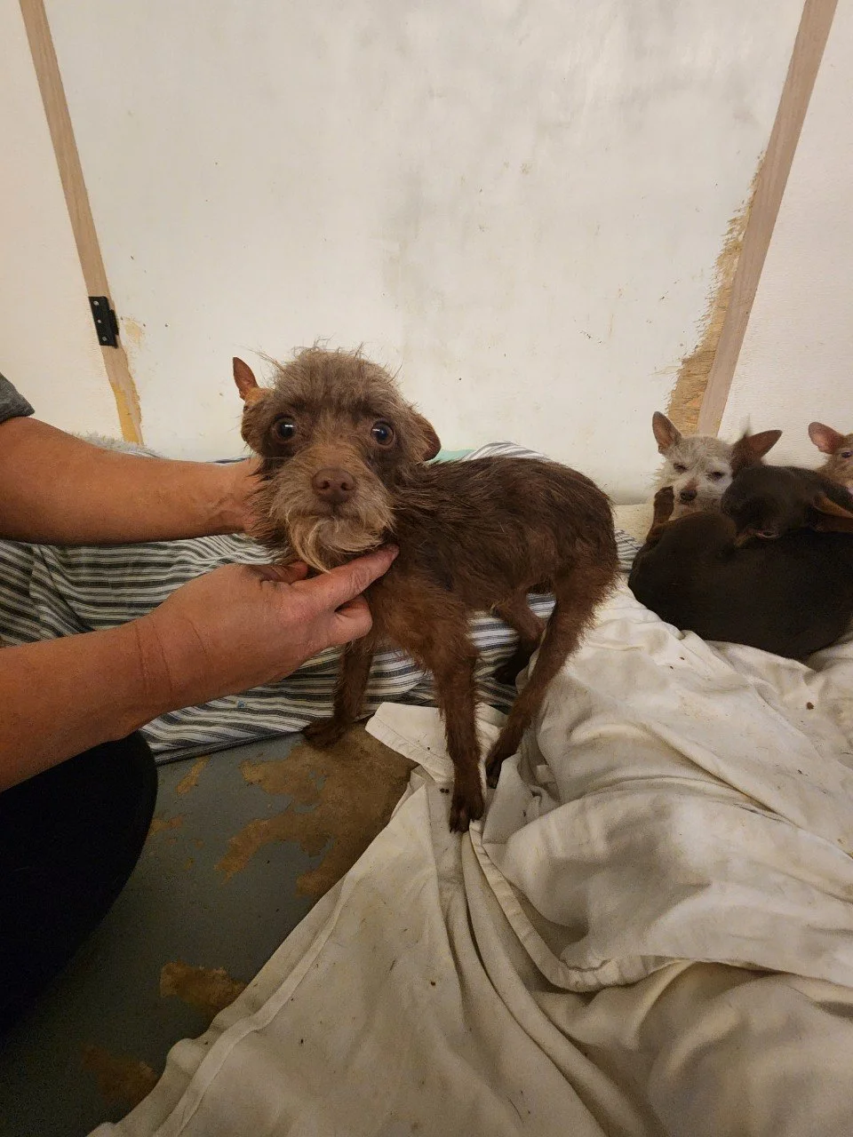 About 1 — Second Chance Dog Rescue Mansfield