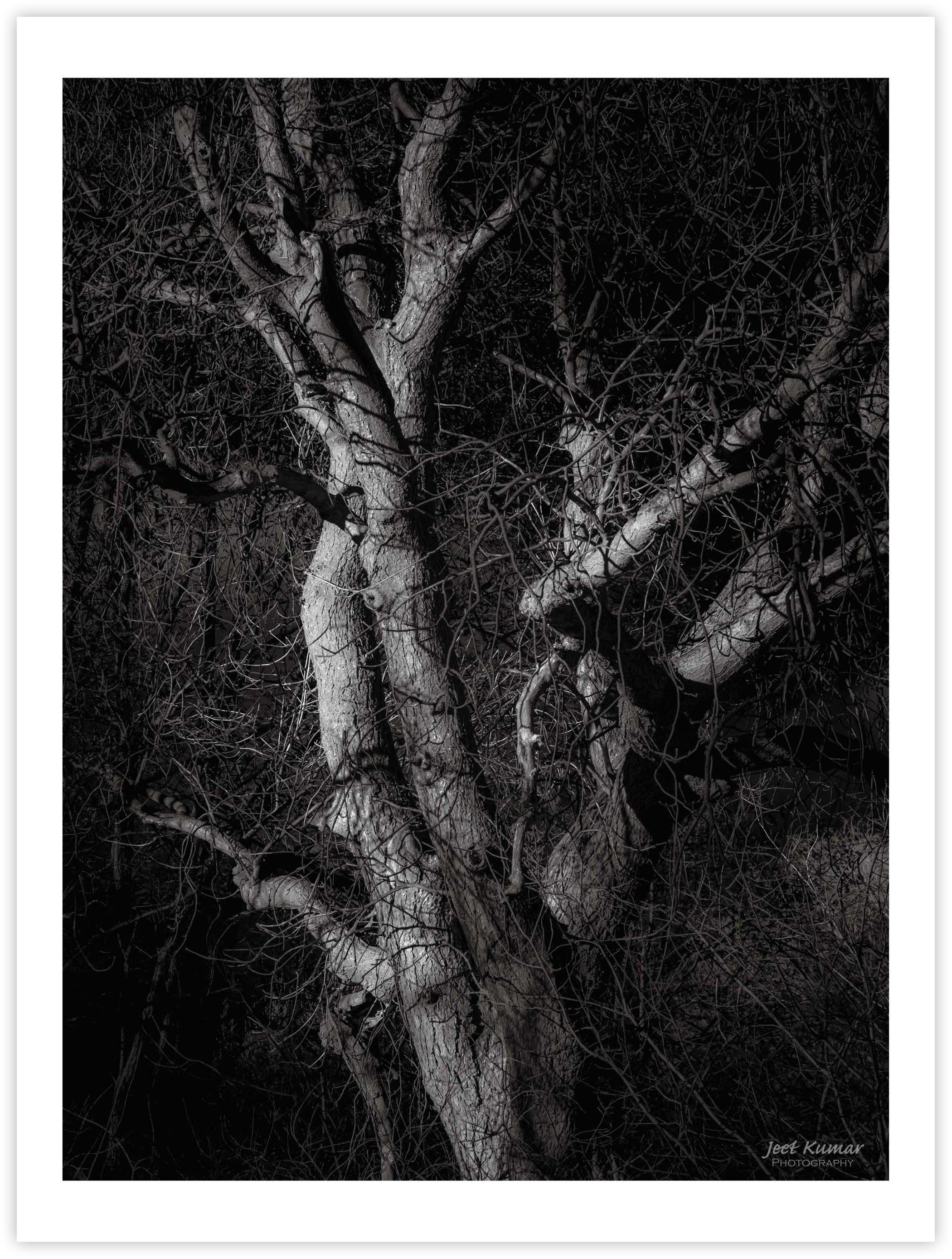 The Low Winter Sun (IV)