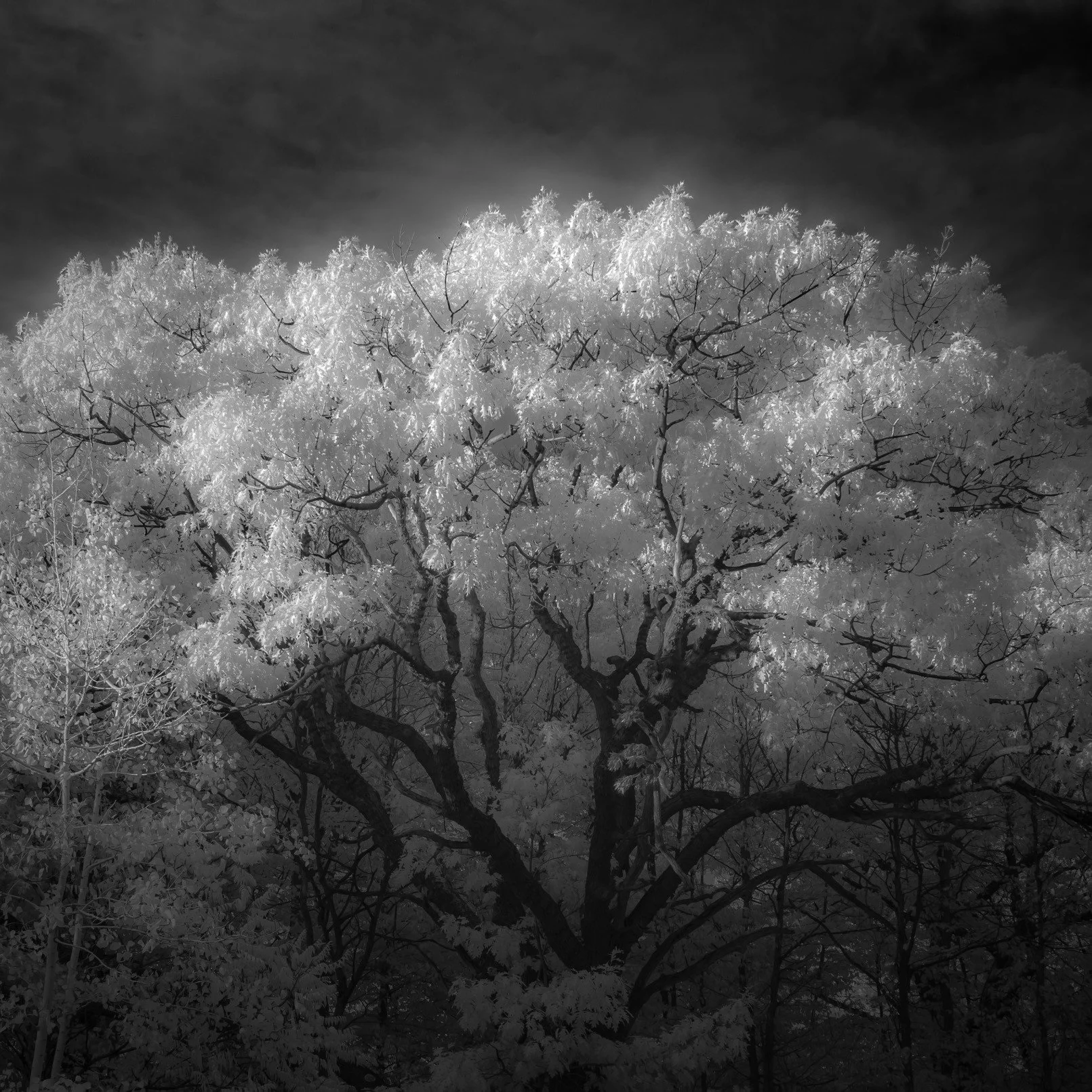 IMG_9354-Edit-Edit (2).JPG