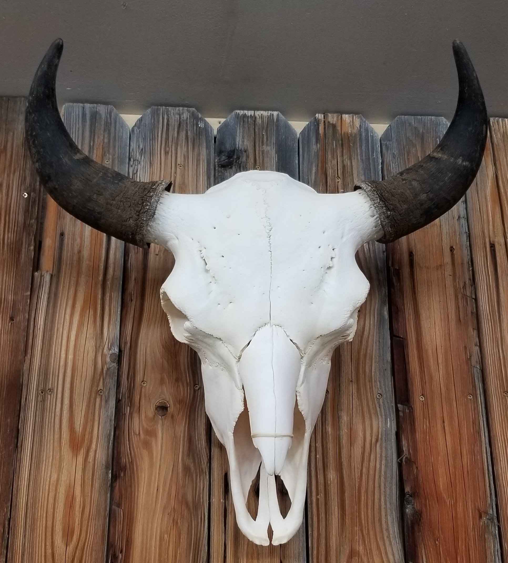 Buffalo Skull.jpeg