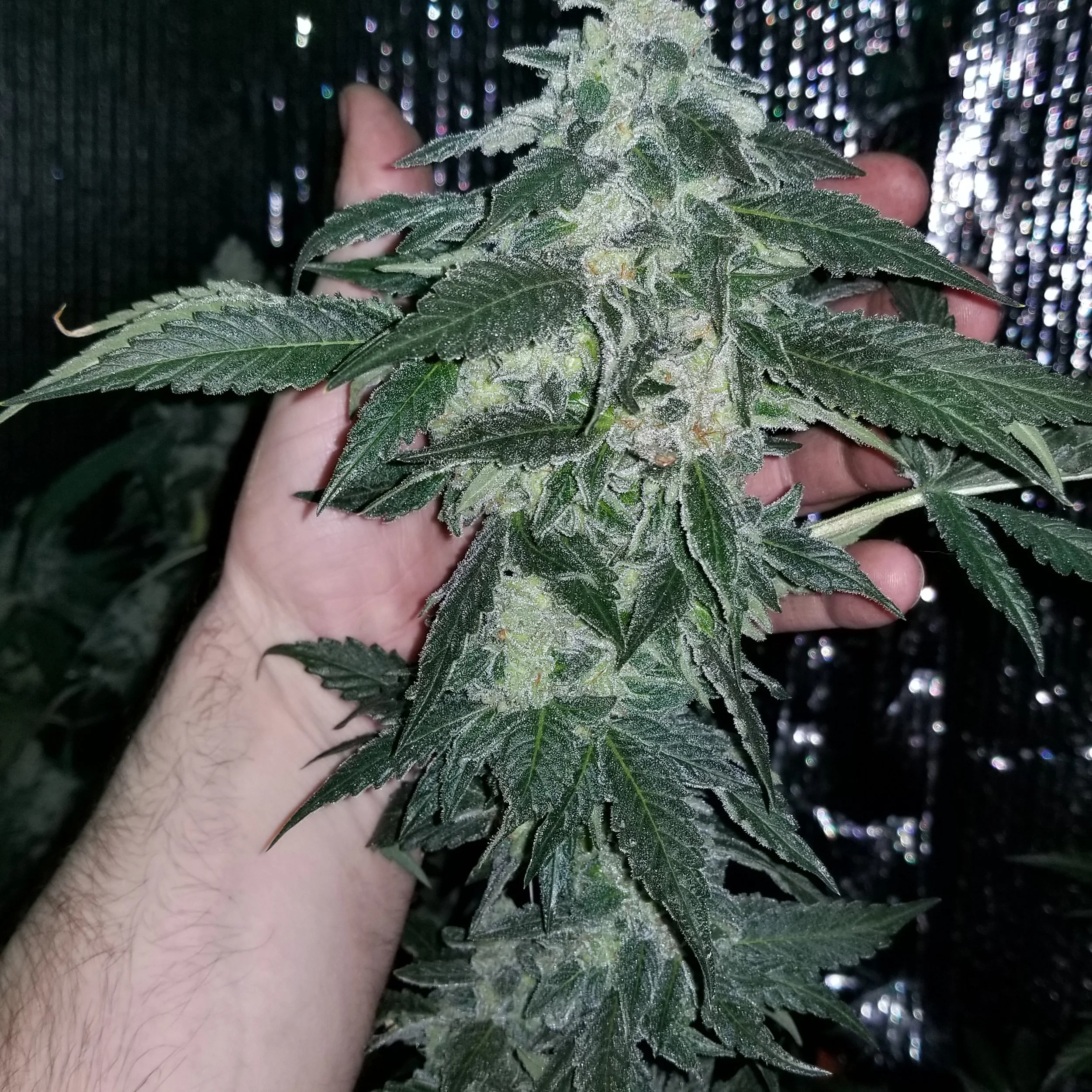 A person's hand holding a flowering cannabis plant with dense buds and dark green leaves, covered in trichomes, against a shiny, black background.