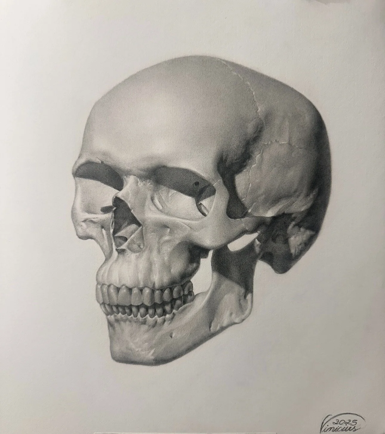 Skull study
