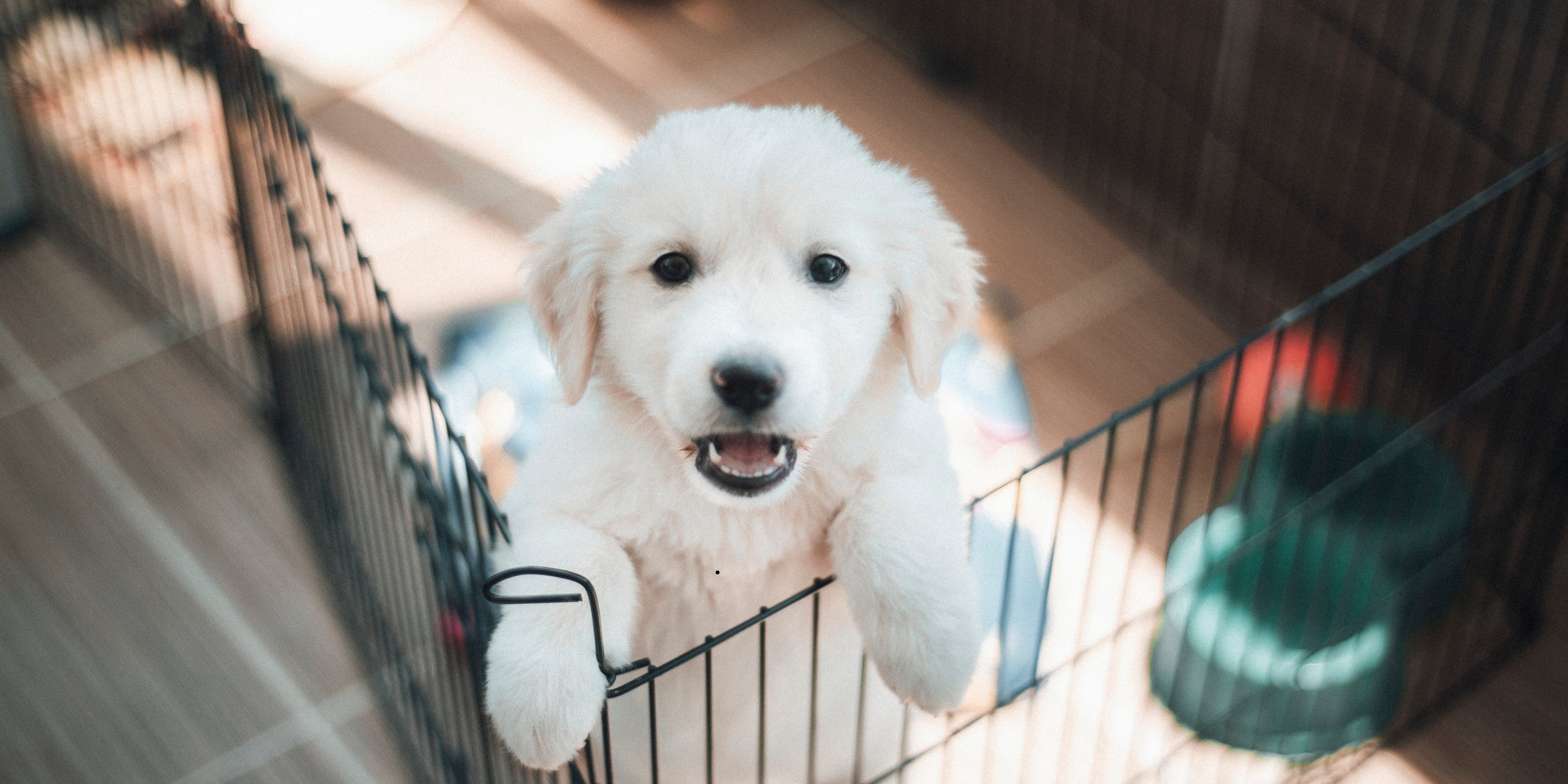 Five Things I Learned About Greenville Humane Society
