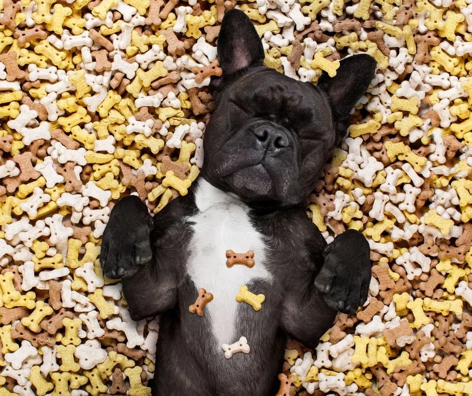 Bone Appétit! Homemade Dog Treats Your Pup Will Love