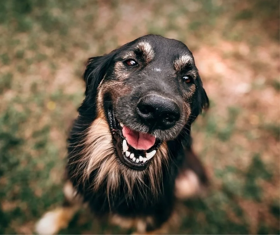 How to Introduce a New Pet to Your Home