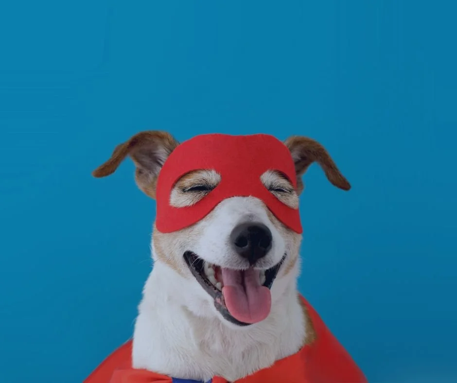Best DIY Dog Halloween Costumes 