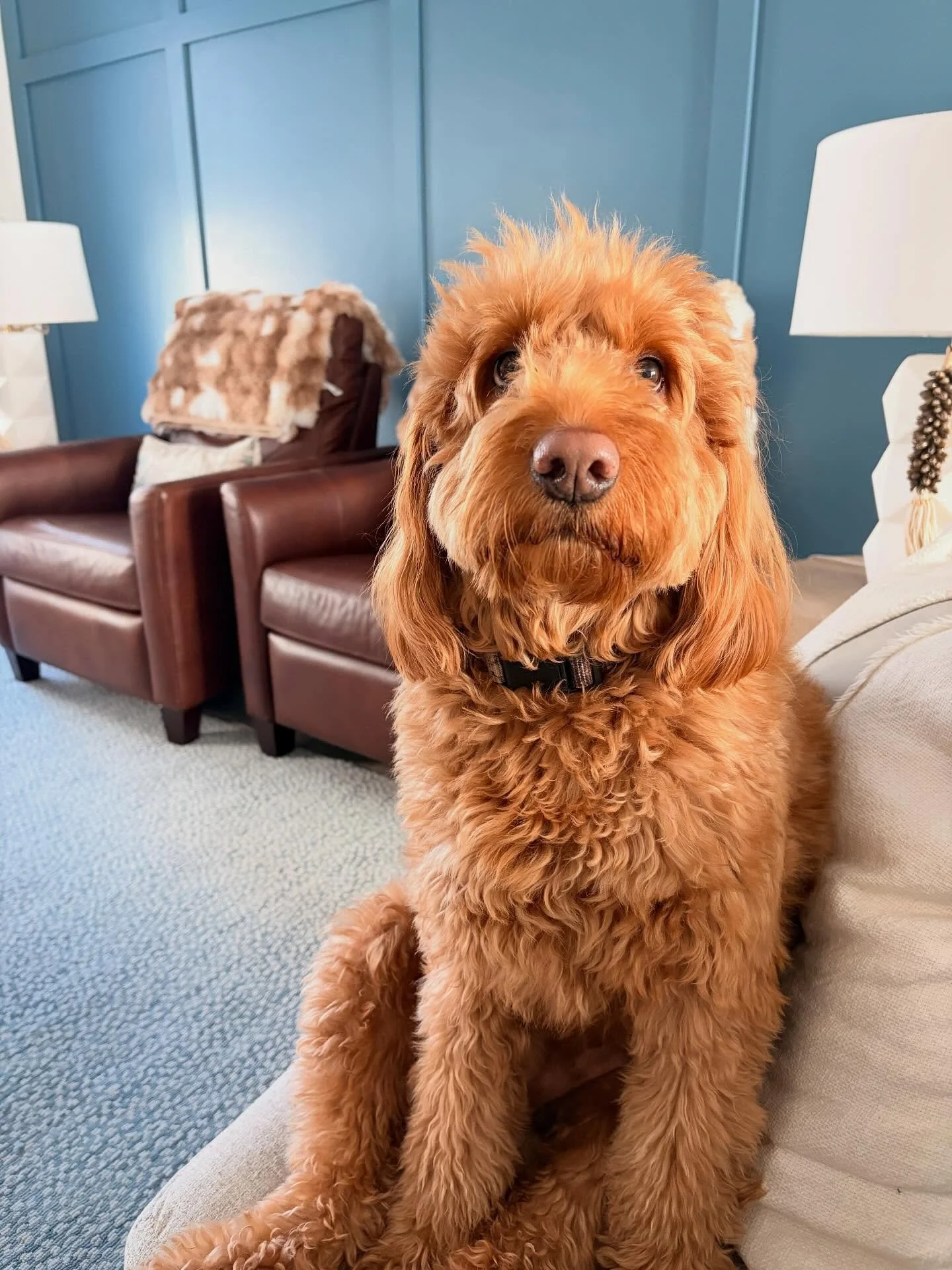 Happy Taco Tuesday! 🌮 🐾 

Taco&rsquo;s red coat always seems to ✨pop✨ a little extra this time of year! 😍

#TacoTuesday 
#RealEstateDoggo
#DogMom
#DogLife
#DogsofInstagram