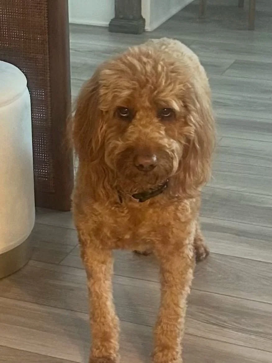 Happy RAINY Taco Tuesday! 🌮 🐾 ☔️ 

This is the face Taco gives me when I ask him if he needs to go outside to potty.. 

I think it&rsquo;s a &ldquo;no&rdquo; 😂

#TacoTuesday 
#RealEstateDoggo
#DogMom
#DogLife
#DogsofInstagram
