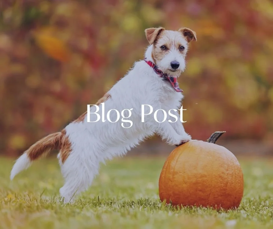 5 Fun Ways to Include Your Pet in Holiday Festivities&nbsp;